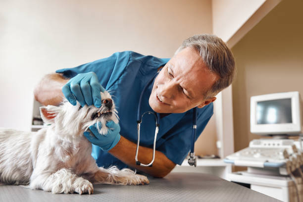 Best Emergency Dental Care for Broken or Chipped Teeth in Wurtsboro, NY